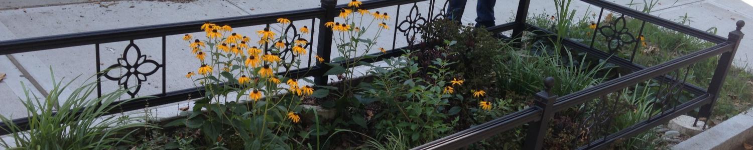 bioswale "green infrastructure" "New Haven"