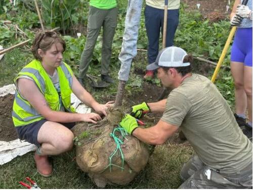 Allie and Brandon plant a tree