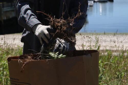 Placing pulled weeds into yard waste bags at Oyster Point