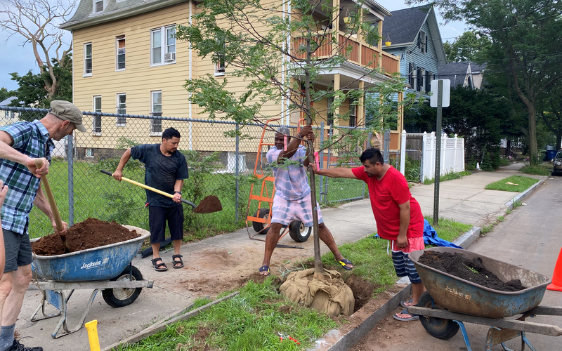 4 neighbors planting a tree together on Ward St. 