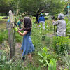 Cecelia weeding, clearing the view of the sign! 