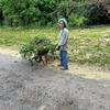 Sumi wheelbarrowing weed to the pondside!