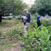 Tim raking weed, and Yossi pruning catmint!