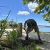 Murray removes weeds from the Beach Oasis area