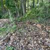 The forest edge after volunteers removed invasive plants. 