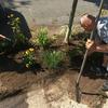 Guy looks at newly planted flowers