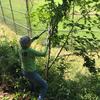 Volunteer pruning tree