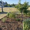 The bird garden after stewardship and new plantings