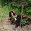 Annemarie Rivera spreading compost around perennials.