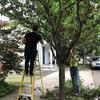 Volunteers pruning tree