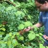 Picking berries