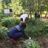 Volunteers working on garden