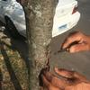 Image of hands on a tree
