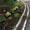 New plants in the roundabout 
