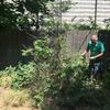 Man cleaning up garden mess