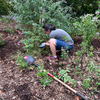 Claire weeding pondside garden!