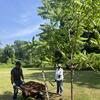 Jonathan and Clara mulching tree!