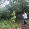 V weeding pondside garden!