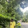 Ricky and Tam cutting back overgrown Japanese knotweed!