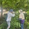 Joyce helping Christel in stopping catalpta from growing into cherry tree! 