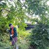 Aaron liberating the tree form vines!