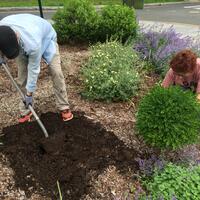 Volunteers planting and mulching 