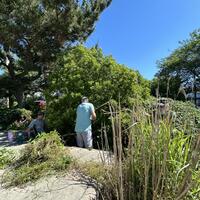 Tom, Steve, and Murray remove invasives and cut back overgrowth in the beach area