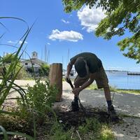 Murray removes weeds from the Beach Oasis area