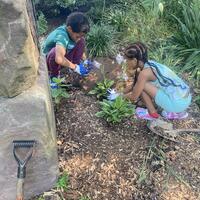 Two kids planting hostas