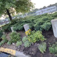The canoe launch garden with new perennials added