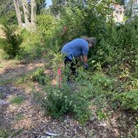A volunteer removes invasive plants from one of the garden beds at Fairmont Park