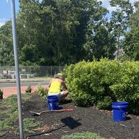 A volunteer works on planting at the traffic circle
