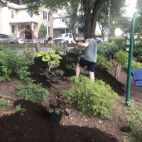 Mulching a garden