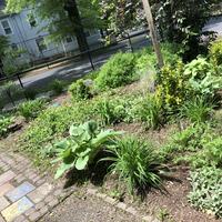 Plants in clean garden bed