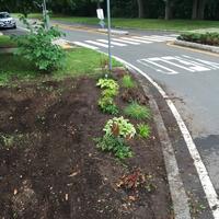 Pruned ground on the roundabout