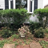 Newly planted plants on side of house