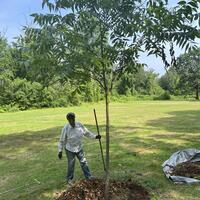 Clara with our mulched pecan tree!