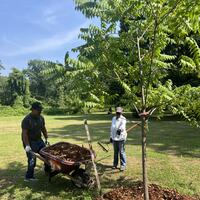 Jonathan and Clara mulching tree!