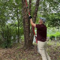 Tim pruning river birch tree!