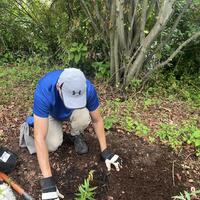 Tim plantng butterfly weed!