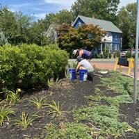 two volunteers planting perennials at the Sea Street Circle