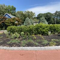 The traffic circle with  new plantings
