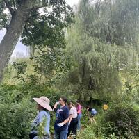 Weeding along the path!