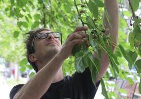  Bradley Street Co-op's John Martin picks mulberry to share with neighbors. 