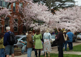 Adults stand outside admiring the cherry blossom trees.