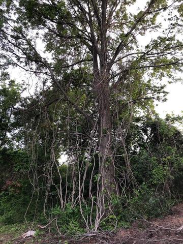 tree with vines killing it