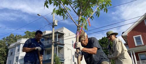 Ed Rodriguez and Joshua De-Anda and neighbor planting a tree in Fair Haven